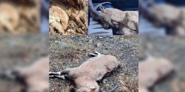 Li Çiyayê Cûdî komkujiya pezkoviyan!