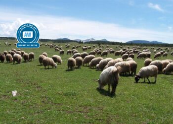 Li Bakurê Kurdistanê û Tirkiyeyê rewşa sewalkariyê!