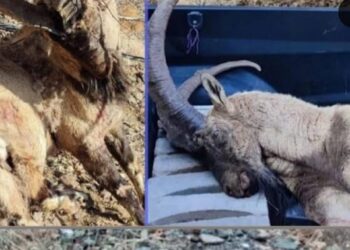 Şirnex de qoricîyan ra qirkerdişê peskovî