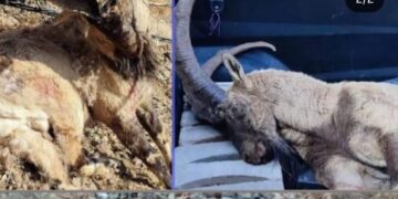 Şirnex de qoricîyan ra qirkerdişê peskovî