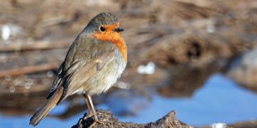 Teyrê Hewselî vewre de bîyê gandar