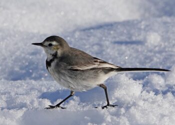 Çûkên Hewselê di berfê de birçî man