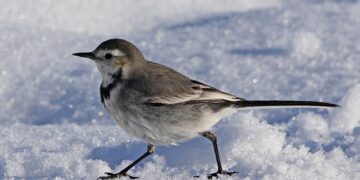 Çûkên Hewselê di berfê de birçî man