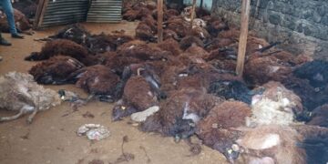 Gur ket nava pez: 200 mî mirin