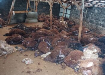 Gur ket nava pez: 200 mî mirin