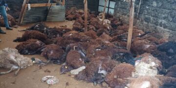 Gur ket nava pez: 200 mî mirin