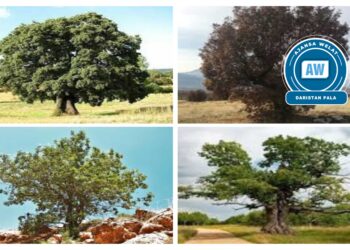 Li Serhedê li dijî krîza avhewayê 5 mertalên parastina jiyanê