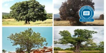 Li Serhedê li dijî krîza avhewayê 5 mertalên parastina jiyanê