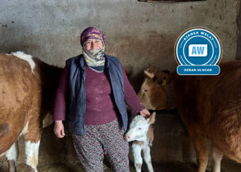 ‘Ma cinîkî, rindîye û delalîye, rindekîye vazenîme’