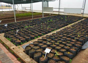 Ji Şaredariya Peyasê projeya danîna şitlên Berûyê