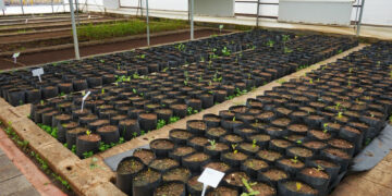 Ji Şaredariya Peyasê projeya danîna şitlên Berûyê