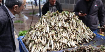 Amed de kenger û gulik dezgeyan ser o yê