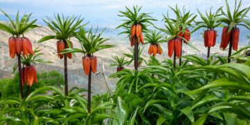 Çiyayê Meqamê bi guldexwînan xemilî ye