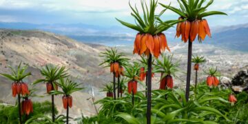 Çiyayê Meqamê bi guldexwînan xemilî ye