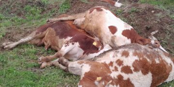 Li mezraya Mehmî ya Licê ji ber kêmasiya DEDAŞê 5 sewal mirin