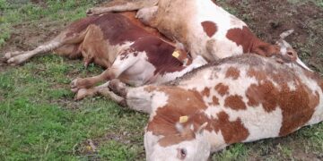 Li Licê ji ber kêmasiya DEDAŞê 4 çêlek û conegayek mirin