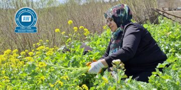 Li Amedê dema qîwar e: Gelek fêydeyên wê ji tenduristiyê re hene