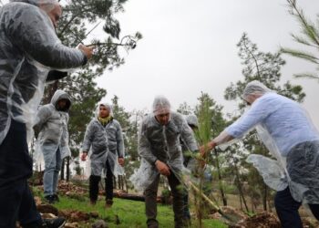 Çarçewaya festîvalî de rayîrşîyayîş û ronayena daran