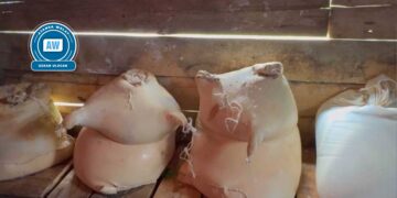 ‘Her çî bi herînayîş ra beno, qezencê nê karî çin o’