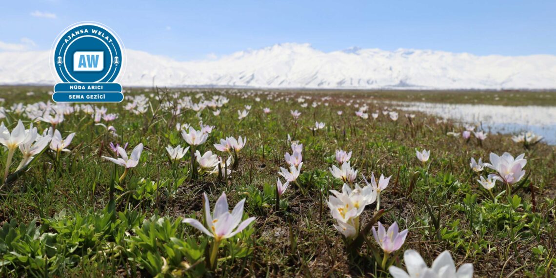 Deşta Geverê bi pîvokan xemilî