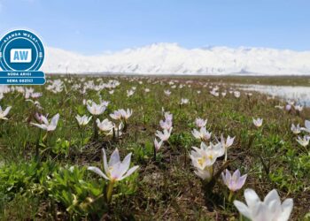 Deşta Geverê bi pîvokan xemilî