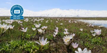 Deşta Geverê bi pîvokan xemilî