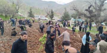 Li Pakrewangeha Qendîlê 77 şitil hatin çandin