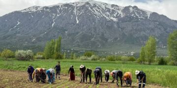 Wisar ke ame vejînîme teber hetanî payîzo peyên