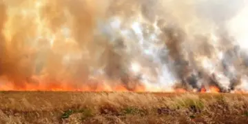 Li başûrê Hesekê agir bi zeviyên ceh û genim ket