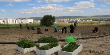 Jin li Baxçeyê Bajêr ê Komuna Jinan şitil danîn
