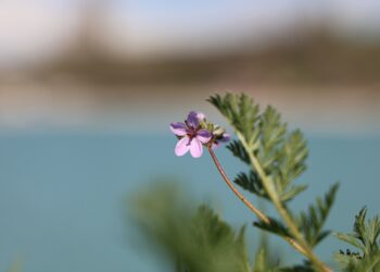 Biharê rûyê xwe nîşanî Artemêtan da