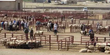 Li Wanê du malbatan li hev xist: Kesek mir û 3 kes jî birîndar bûn