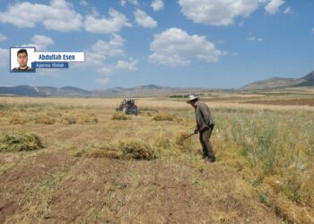 Li Kercewsê cotkaran dest bi çinîna nîskan kir