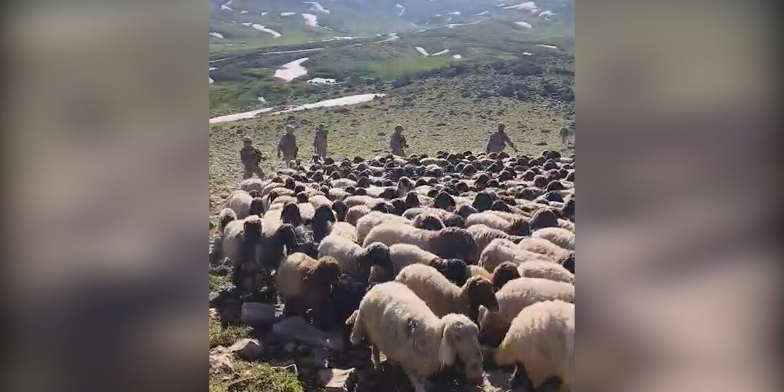 Leşker û cerdevanan êrişî koçeran kir