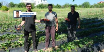 Li Sasonê çinîn û firotina çîlekan dest pê kir
