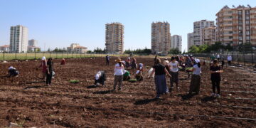 Li Bostana Komuna Jinan a Bajarê Nû firingî û rihan hatin danîn