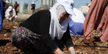 Li Bostana Komuna Jinan a Bajarê Nû firingî û rihan hatin danîn