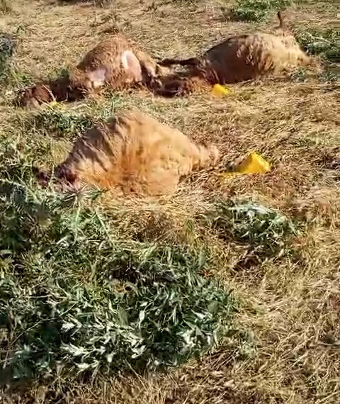 Li Bedlîsê cerdevanan zêdetirî 100 pezên gundiyan kuşt