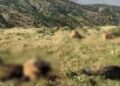 Derbarê cerdevanên êrişkar de tu lêpirsîn nehatiye destpêkirin