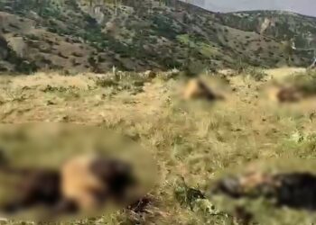 Derheqê cerdevananê hêrişkar de tu cipersayîş nêameyo destpêkerdene