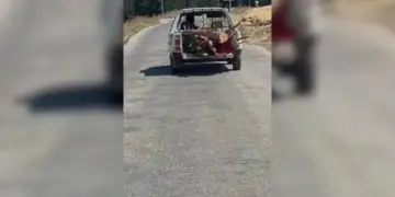 Efrîn de birnayîşê daran dewam keno!