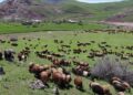 Çandeke windabûyî: Doşane